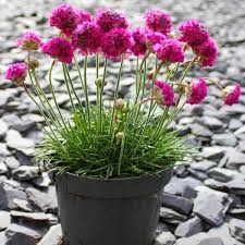 Pink Armeria Flower Seeds Heirloom Non-GMO High Germination Organic Garden Seeds for Planting