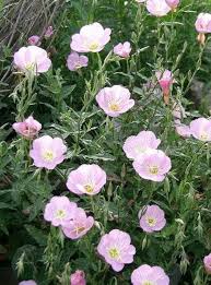 Primrose Flower Seeds Pink for Planting – Heirloom Non-GMO High Germination Organic Garden Seeds