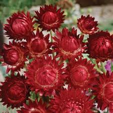 Semillas de siempreviva rojas – Variedad tradicional, sin OGM, semillas de alta germinación