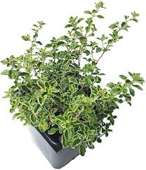 Green Lemon Thyme Plants Seeds Heirloom Non-GMO High Germination Organic Garden Seeds