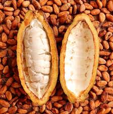 Brown Cacao Fruit Seeds – Heirloom, Non-GMO, High Germination Organic Garden Seeds | Seeds for Planting