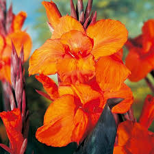 Orange Canna Lilly Flower Seeds – Heirloom, Non-GMO, High Germination Organic Garden Seeds