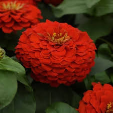 Red Zinnia Flower Seeds for Planting – Heirloom Non-GMO High Germination Organic Garden Seeds