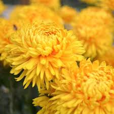 Perennial Chrysanthemum Flower Seeds Yellow – Heirloom, Non-GMO, High Germination Organic Garden Seeds for Planting
