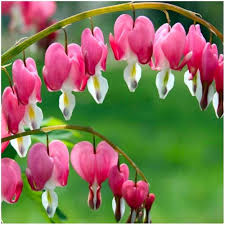 Rosa Dicentra Spectabilis Blumensamen – Historisch gentechnikfrei hohe Keimrate