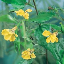 Yellow Goodenia Ovata Flower Seeds – Heirloom, Non-GMO, High Germination Seeds