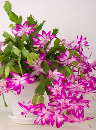 Zygocactus Flower Seeds – Heirloom Non-GMO High Germination Organic Garden Seeds