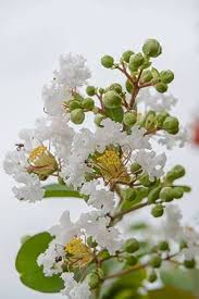 White Speciosa Flower Seeds Heirloom Non-GMO High Germination Organic Garden Seeds for Planting