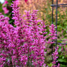 Riesenysop-Samen Rosa – Alte Sorte, gentechnikfrei, keimfreudige Samen zum Pflanzen