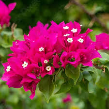 Pink Vetch Flower Seeds Heirloom Non-GMO High Germination Organic Garden Seeds for Planting