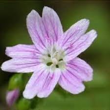 Pink Claytonia Sibirica Flower Seeds Heirloom Non-GMO High Germination Organic Garden Seeds for Planting