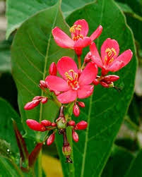 Red Jatropha Flower Seeds – Heirloom Non-GMO High Germination Organic Garden Seeds for Planting