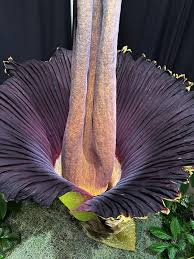 Yellow Corpse Flower Seeds – Heirloom, Non-GMO, High Germination Organic Garden Seeds
