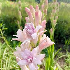 Pink Tuberose Flower Seeds Heirloom Non-GMO High Germination Organic Garden Seeds for Planting