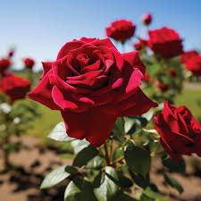 Rose Petal Seeds Red for Planting – Heirloom, Non-GMO, High Germination Organic Garden Seeds
