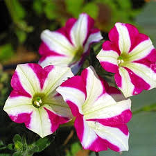 Petunia Flower Seeds Pink White – Heirloom Non-GMO High Germination Organic Garden Seeds for Planting