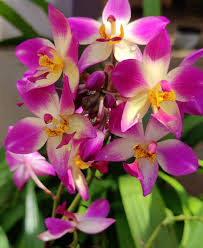 Purple White Orchid Flower Seeds Heirloom Non-GMO High Germination Organic Garden Seeds for Planting