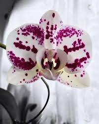 Semillas de Flores de Orquídeas Phalaenopsis Mixtas – Variedad Antigua, No OGM, Semillas de Alta Germinación