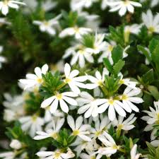 White Scaevola Flower Seeds Heirloom Non-GMO High Germination Organic Garden Seeds for Planting