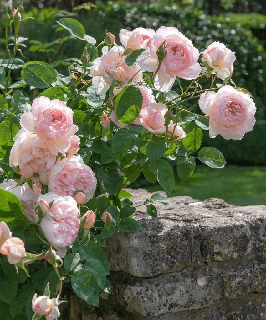 Austin Rose Flower Seeds Pale Pink Seeds for Planting Heirloom Non-GMO High Germination Organic Garden Seeds