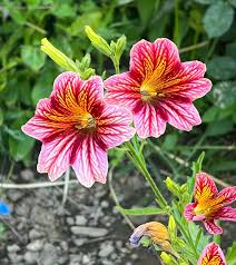 Purple Salpiglossis Flower Seeds – Heirloom Non-GMO High Germination Organic Garden Seeds