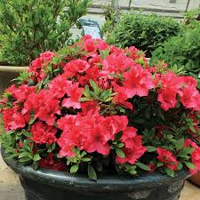 Red Rhododendron Flower Seeds for Planting – Heirloom Non-GMO High Germination Organic Garden Seeds