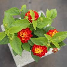 Red Lantana Flower Seeds – Heirloom, Non-GMO, High Germination Organic Garden Seeds for Planting
