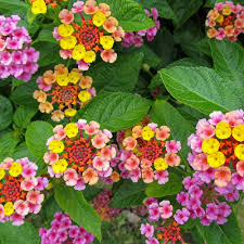Pink Lantana Flower Seeds – Heirloom, Non-GMO, High Germination Seeds