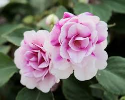 Semillas de geranio rosa claro – Heirloom, no OGM, alta germinación
