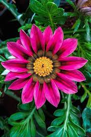 Pink Gazania Flower Seeds – Heirloom, Non-GMO High Germination Seeds for Planting | Organic Garden Seeds
