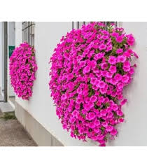 Pink Lampranthus Roseus Flower Seeds – Seeds for Planting, Heirloom, Non-GMO, High Germination Organic Garden Seeds