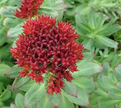 Red Rhodiola Rosea Flower Seeds for Planting – Heirloom Non-GMO High Germination Organic Garden Seeds
