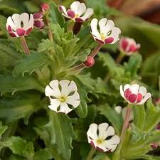 Red White Zaluzianskya Flower Seeds for Planting – Heirloom Non-GMO High Germination Organic Garden Seeds