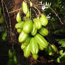 Green Averrhoa Bilimbi Seeds Heirloom Non-GMO High Germination Organic Garden Seeds for Planting