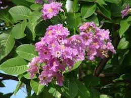 Pink Lagerstroemia Flower Seeds – Heirloom, Non-GMO, High Germination Organic Garden Seeds for Planting