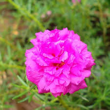 Pink Gallica Flower Seeds – Heirloom, Non-GMO High Germination Seeds for Planting | Organic Garden Seeds