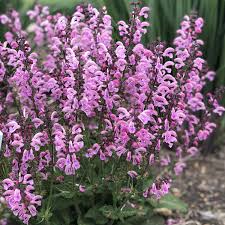 Pinker Salbei Blumensamen – Alte Sorte, gentechnikfrei, hohe Keimfähigkeit Bio-Gartensamen zum Pflanzen
