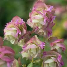Pink Origanum Rotundifolium Flower Seeds – Heirloom, Non-GMO, High Germination Organic Garden Seeds for Planting