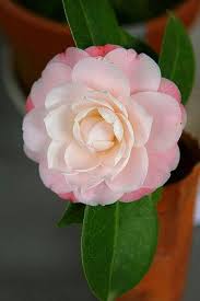 Pink White Camellia Flower Seeds Heirloom Non-GMO High Germination Organic Garden Seeds for Planting
