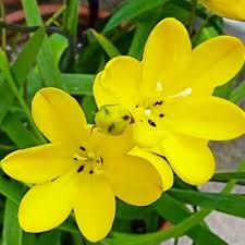 Gelbe Sparaxis Blumensamen – Alte Sorte, gentechnikfrei, keimstarke Bio-Gartensamen