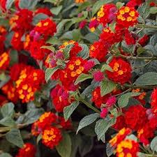 Rare Red Lantana Flower Seeds Heirloom Non-GMO High Germination Organic Garden Seeds for Planting