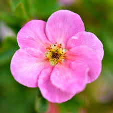 Pink Potentilla Nepalensis Flower Seeds – Seeds for Planting, Heirloom, Non-GMO, High Germination Organic Garden Seeds