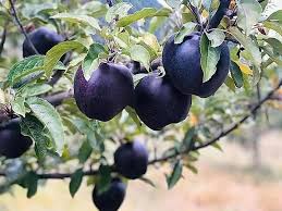 Black Apple Tree Seeds Heirloom Non-GMO High Germination Organic Garden Seeds for Planting