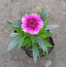 Dianthus Flower Seeds Pink for Planting – Heirloom Non-GMO High Germination Organic Garden Seeds