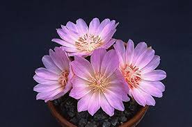 Rediviva Flower Seeds for Planting – Heirloom Non-GMO High Germination Organic Garden Seeds