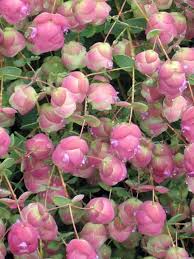 Pink Origanum Rotundifolium Flower Seeds – Heirloom, Non-GMO, High Germination Organic Garden Seeds for Planting