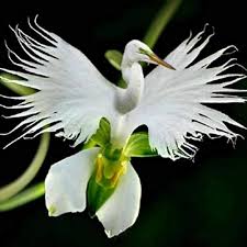 White Radiata Flower Seeds Heirloom Non-GMO High Germination Organic Garden Seeds for Planting