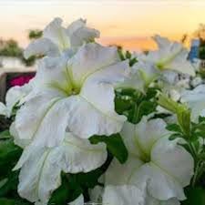 White Petunia Flower Seeds – Heirloom, Non-GMO, High Germination Organic Garden Seeds for Planting, Seeds for Planting