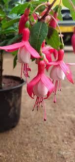 Pink White Fuchsia Flower Seeds – Heirloom, Non-GMO, High Germination Organic