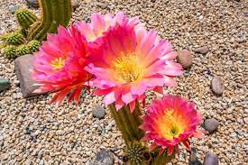 Pink Orchid Cactus Xmas Bells Flower Seeds – Heirloom, Non-GMO, High Germination Organic Garden Seeds for Planting
